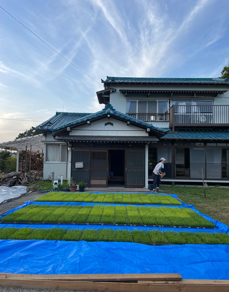 里農園の青田